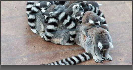 Image of a group of Lemur Monkeys