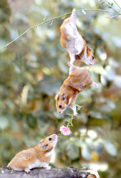 Image of Mice Dangling and holding a Flower
