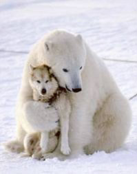 Image of a Polar Bear hugging a Wolf