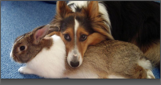 Image of a Dog resting his head on top of a Bunny Rabbit