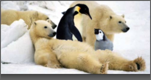 Image of two Penguins amongst relaxed Polar Bears
