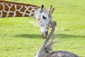 Image of a Giraffe and Ostrich