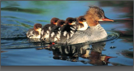 Image of many Baby Ducks riding on their Mom's back