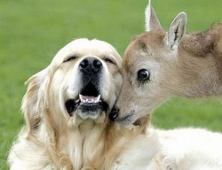 Image of a Deer and Dog